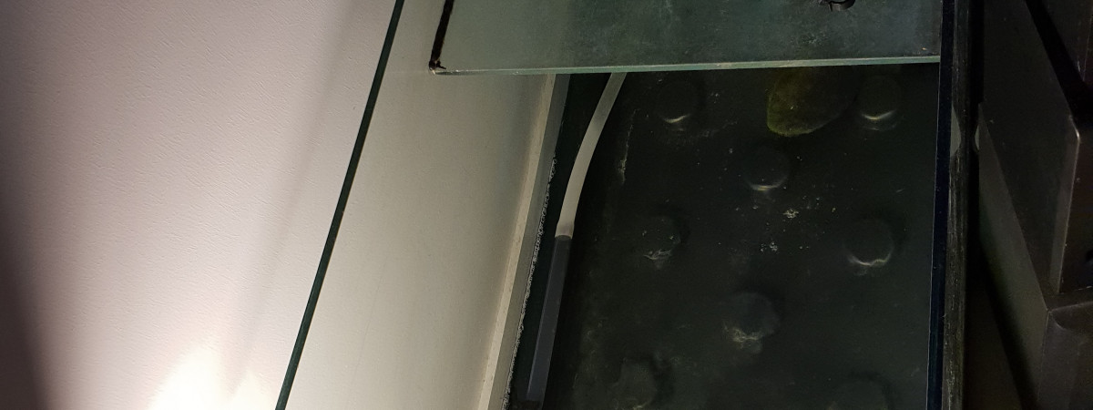 aquarium Aquaterrarium Mauremys sinensis