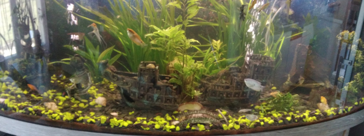 aquarium mon aquarium