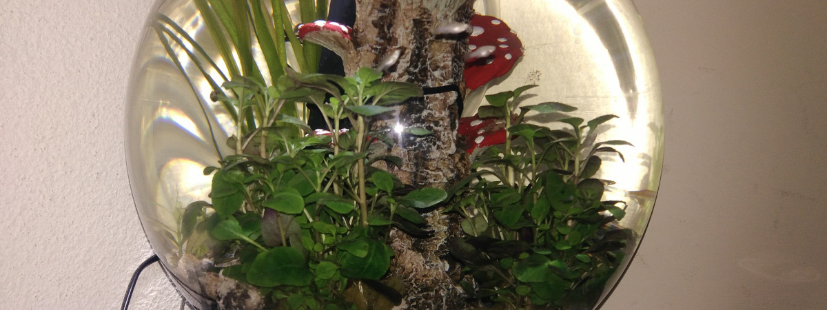 aquarium Oase