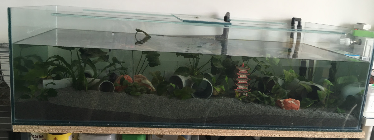 aquarium Axolotls