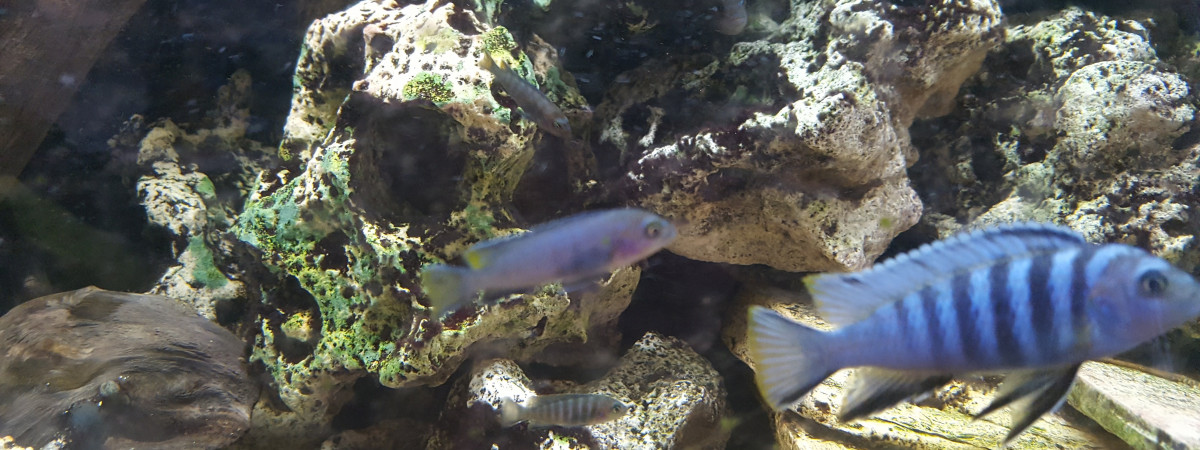 aquarium Tanganika Malawi