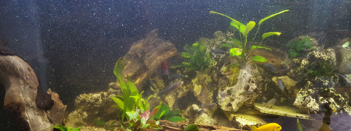 aquarium Tanganika Malawi