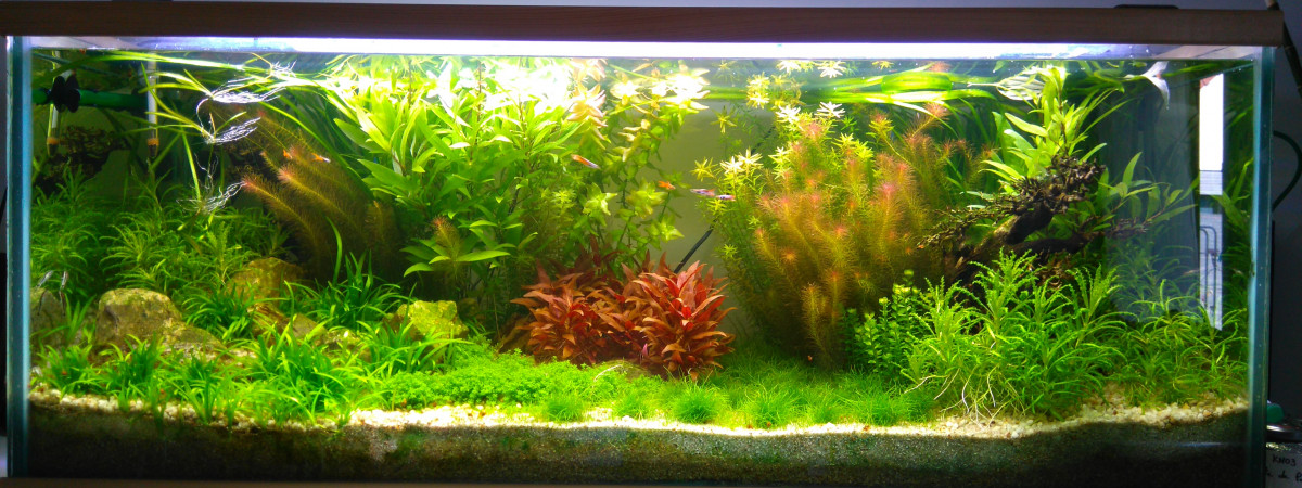 aquarium Bac hollandais