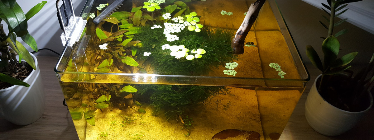 aquarium Bac hollandais
