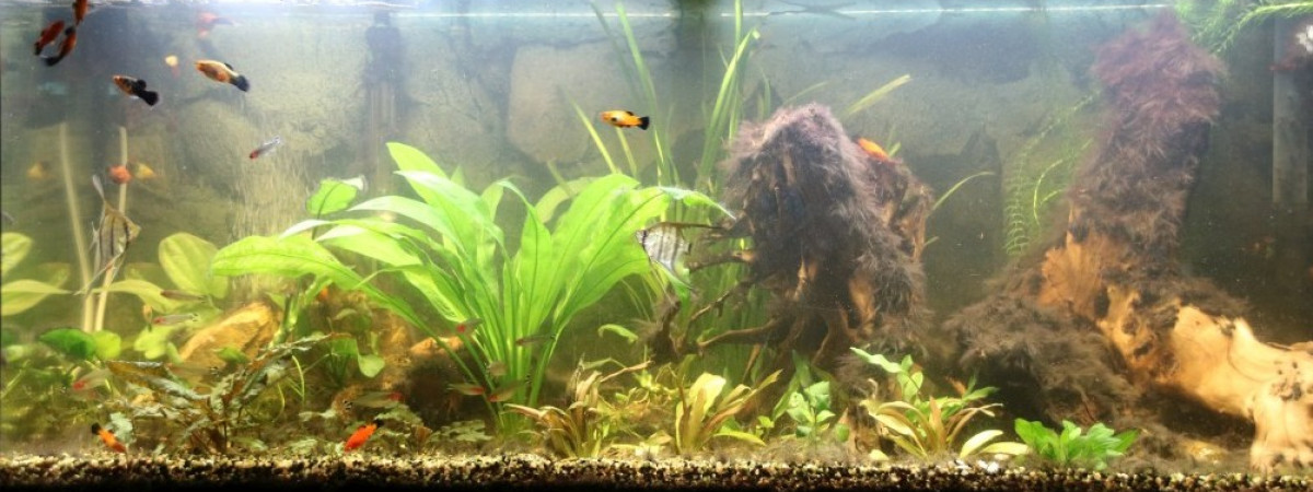 aquarium Amazonien Rio 180