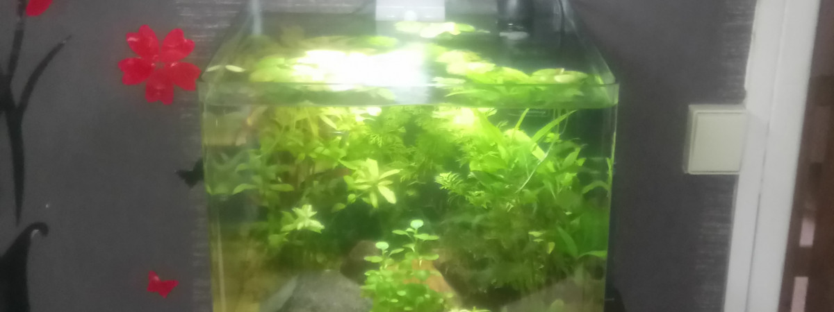 aquarium Nano aquarium