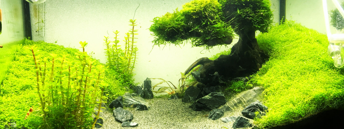 aquarium Bac Bonsai