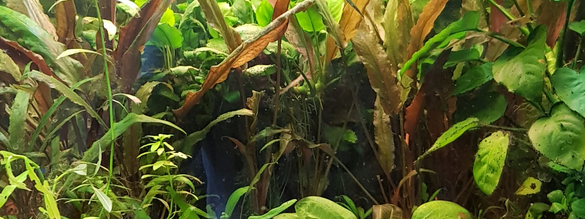 aquarium salon