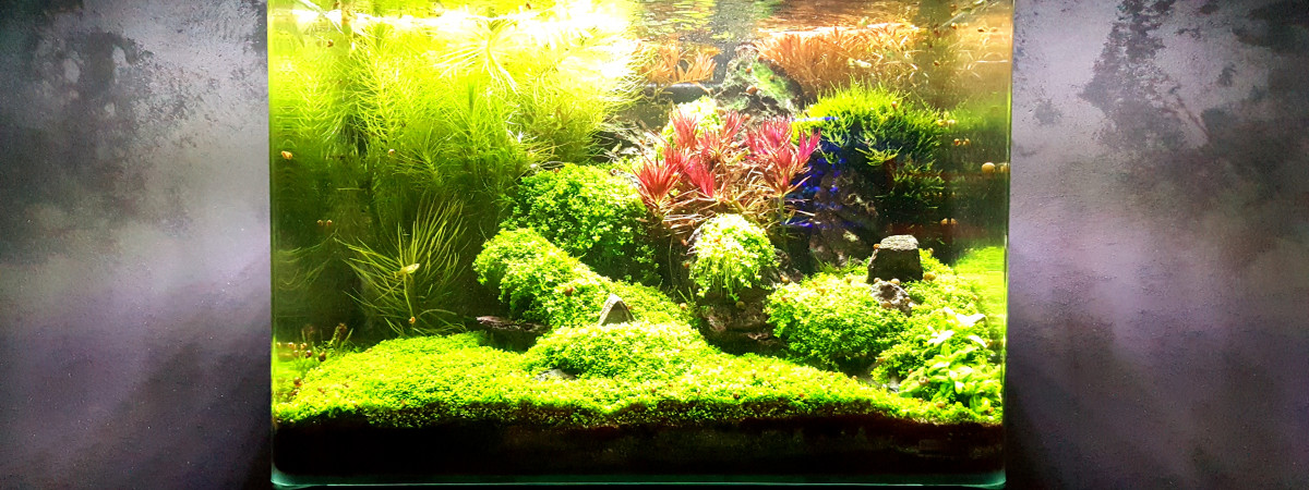 aquarium Forest
