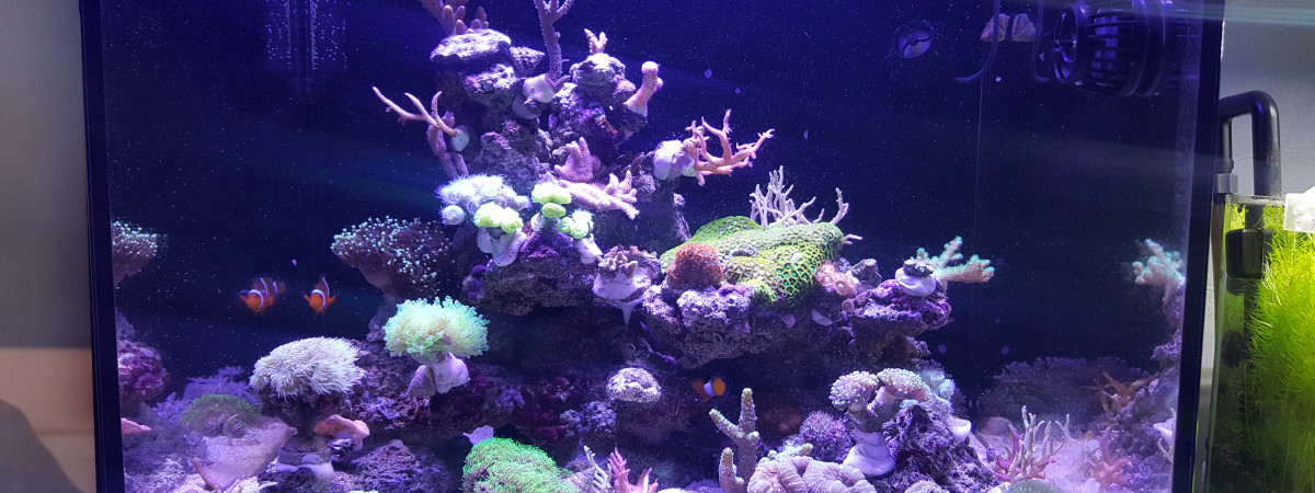 aquarium Reefer 170