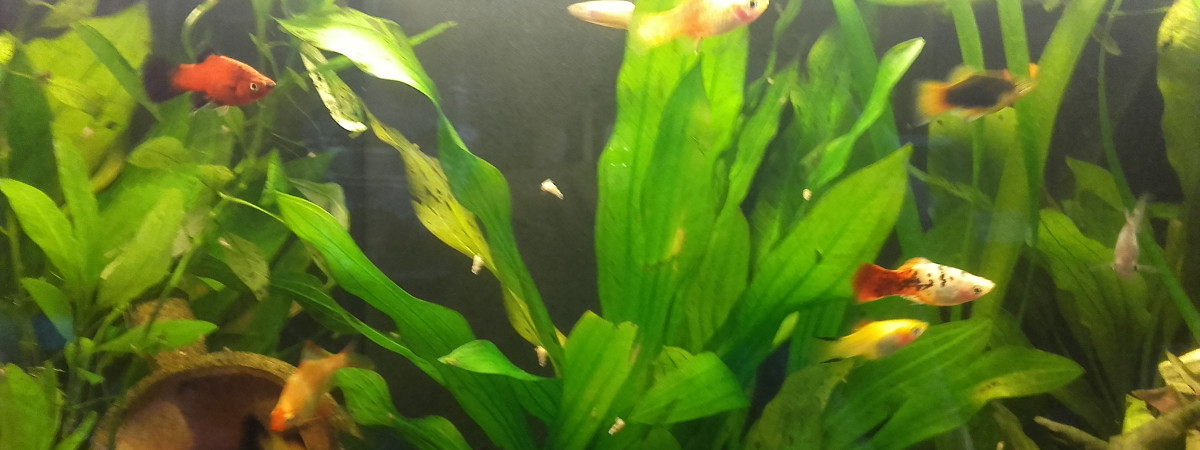 aquarium Bac communautaire