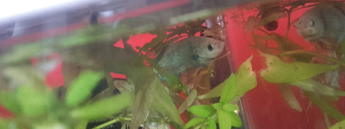 aquarium Aquarium bêta