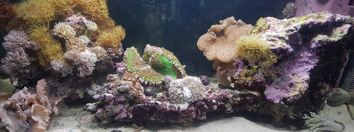 aquarium Maison