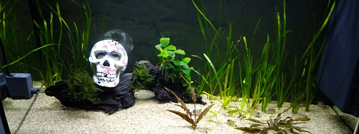 aquarium Spé Cory Panda