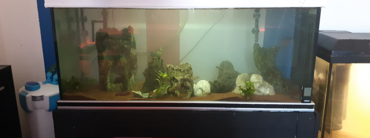 aquarium Mon gros