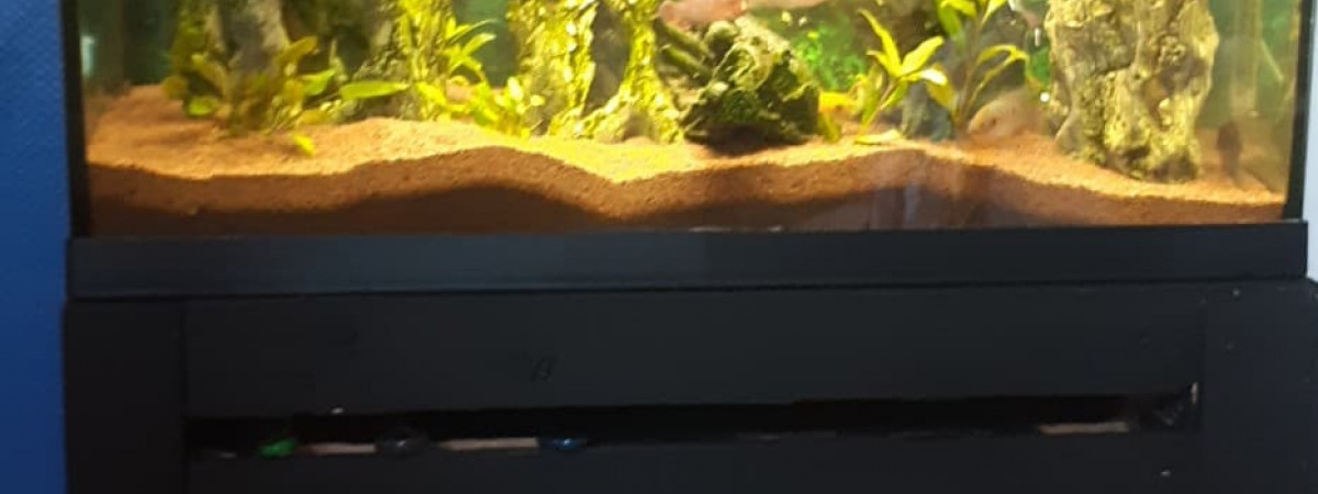aquarium Mon gros