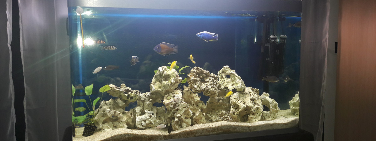 aquarium Malawi