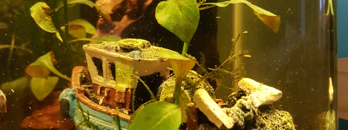 aquarium Des bubulle de début temps