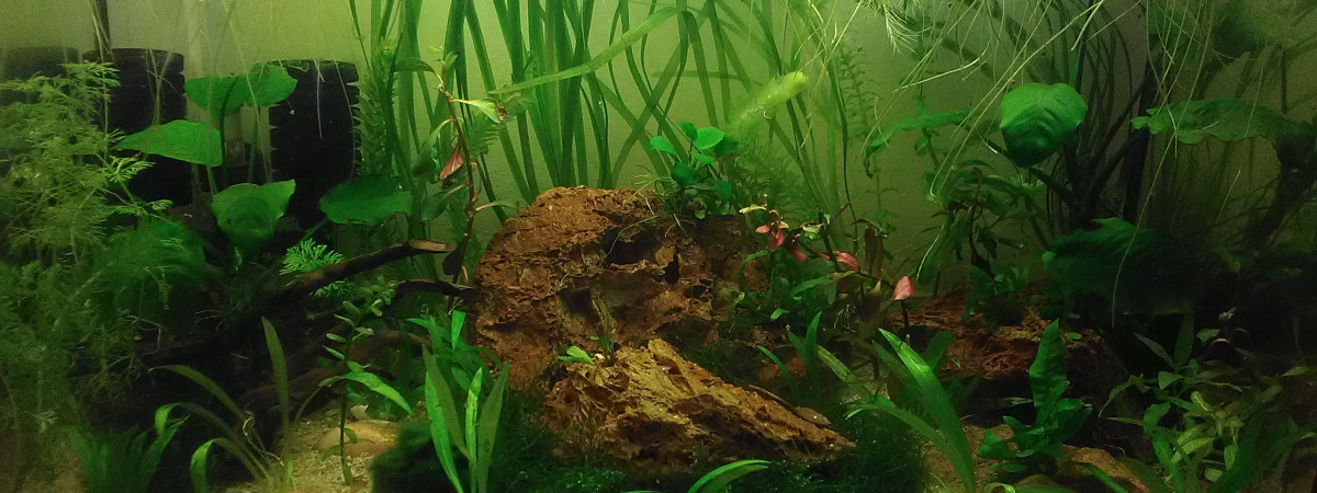 aquarium Betta Splendens