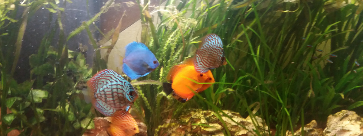 aquarium Discus