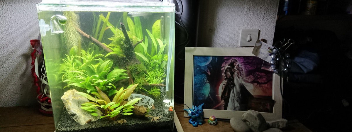 aquarium Nano cube Dennerle 30 l