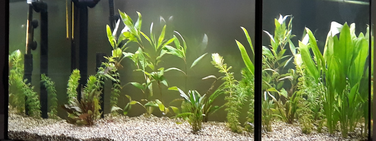 aquarium Amazonien