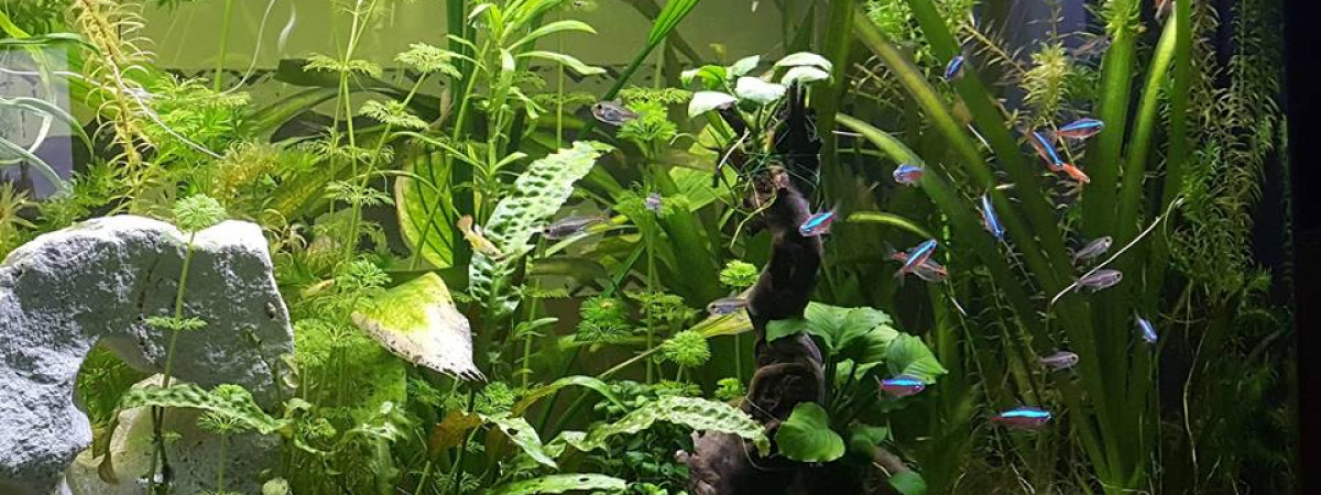 aquarium juwel vision led 180