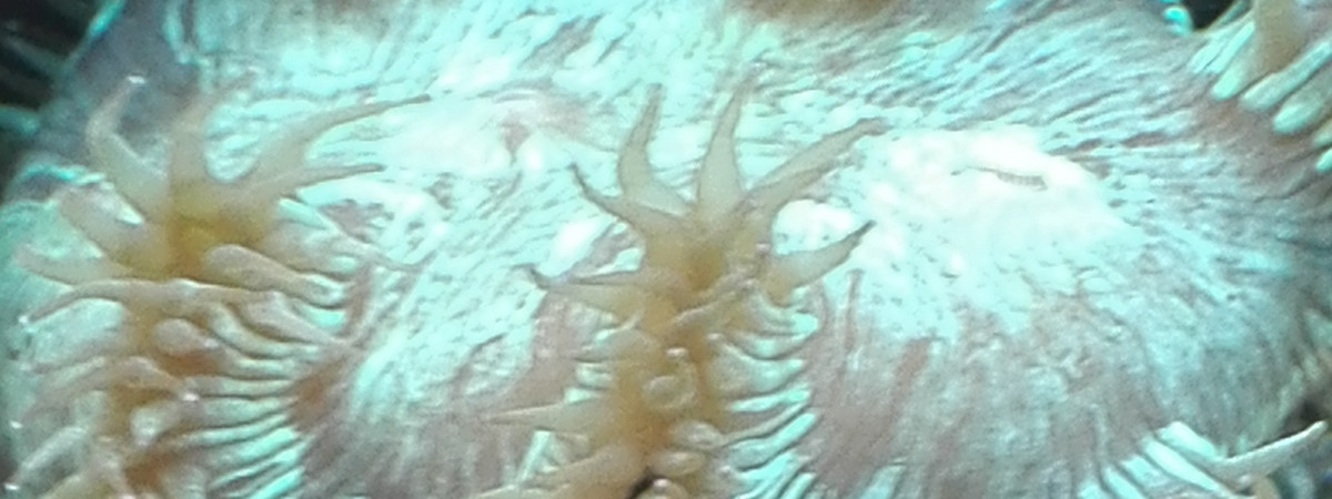 aquarium Manu