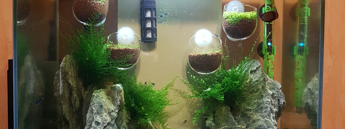 aquarium Aquasalamanger