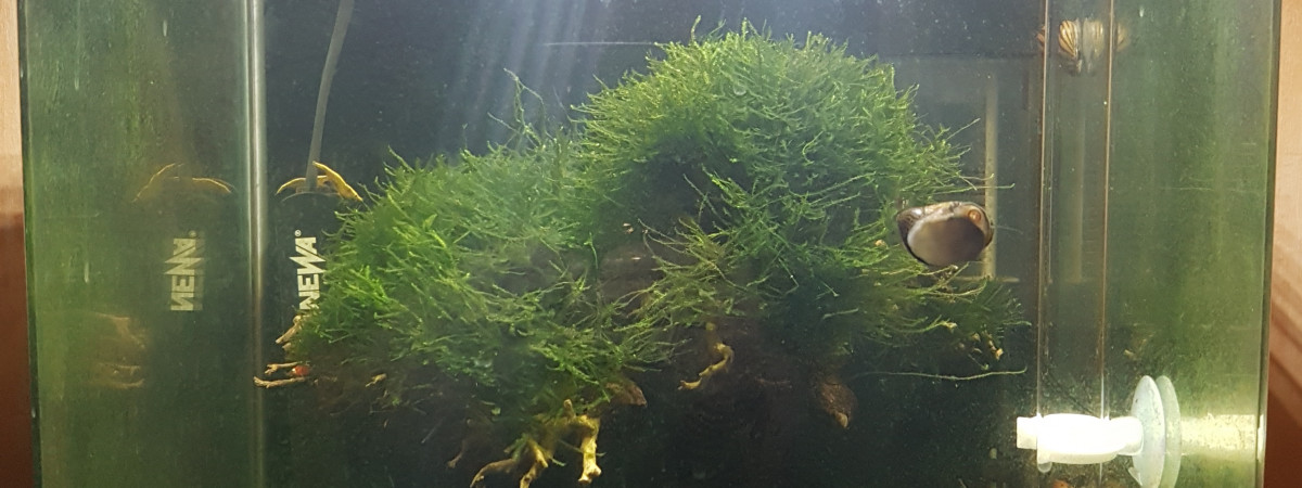 aquarium Aquasalon