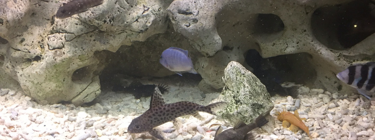 aquarium Ciclide africain
