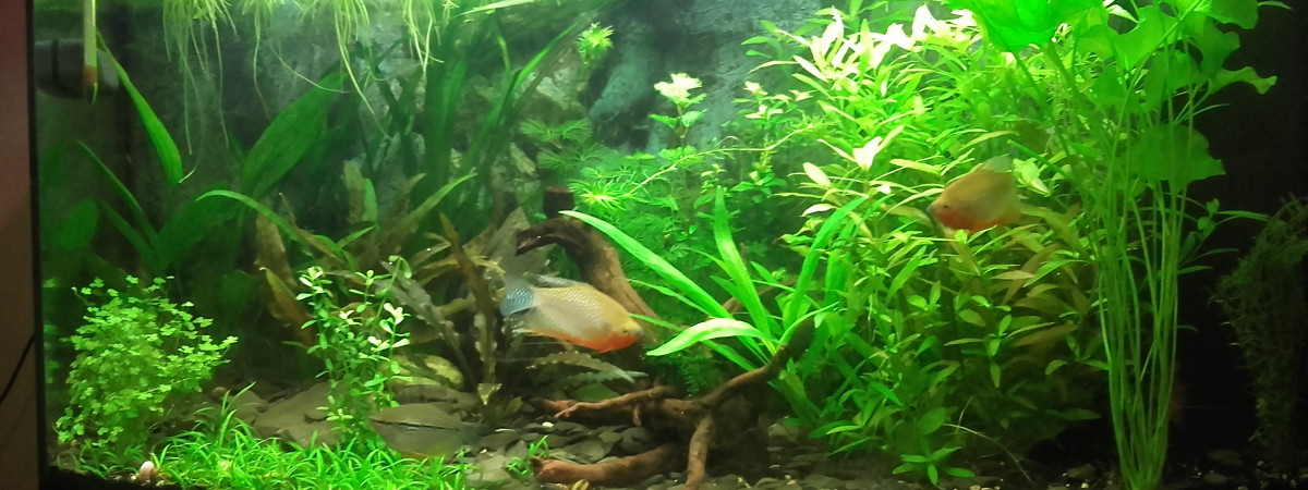 aquarium 180l