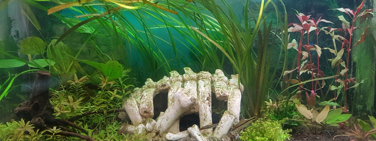 aquarium ShrimpBuche