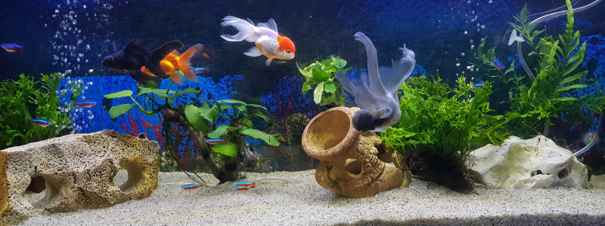 aquarium Voile de Chine