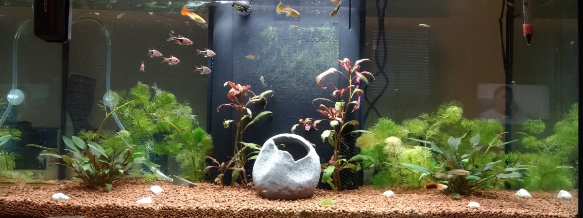 aquarium 1er