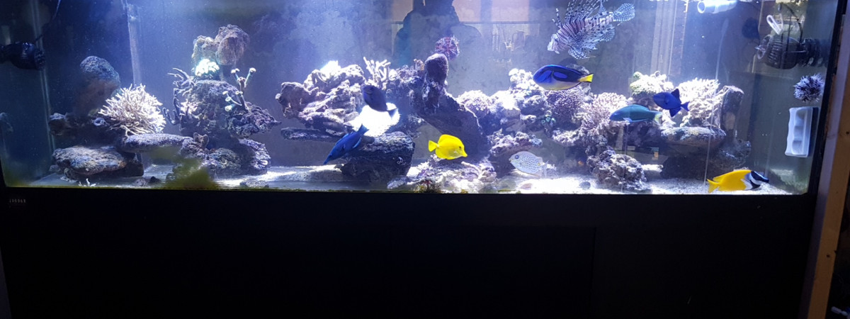 aquarium Jeckyll