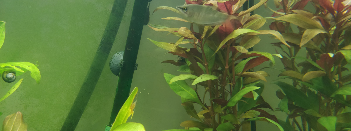 aquarium 180 L
