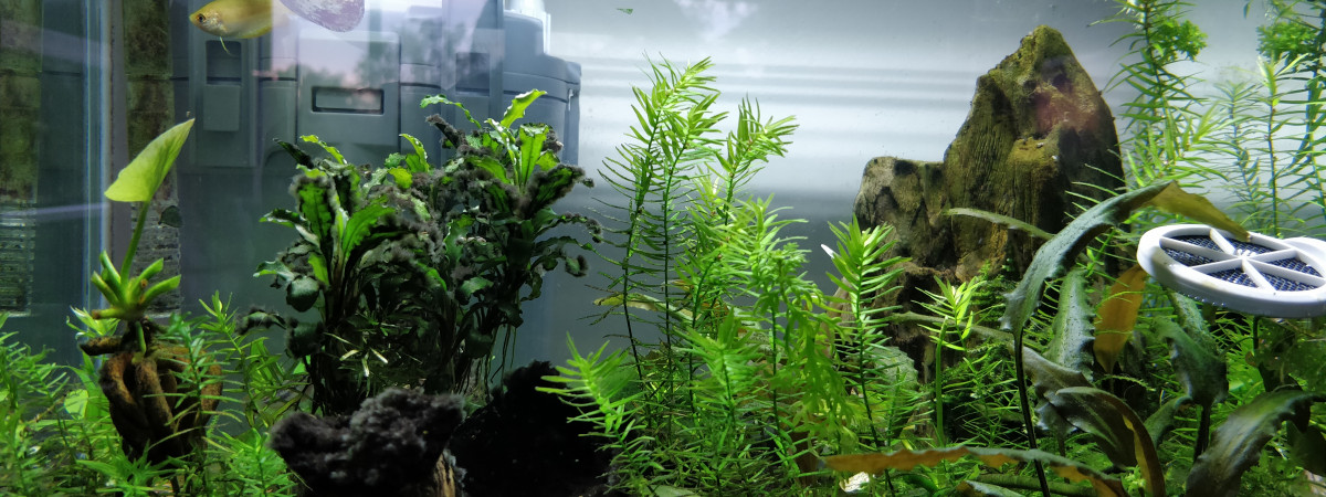 aquarium Scraper Tank 35