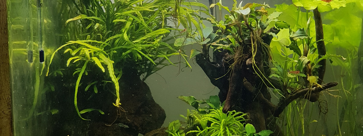 aquarium NANO    CUBE    RED   CHERRY