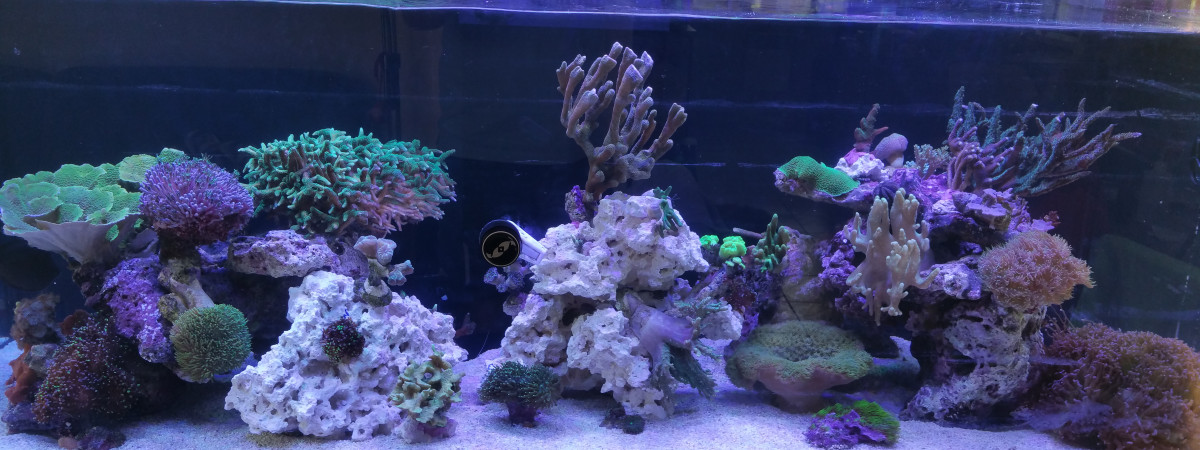 aquarium REEFER 525