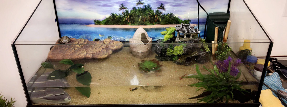 aquarium Turtle Fish