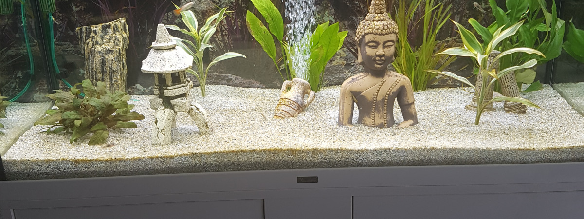 aquarium Mon aqua