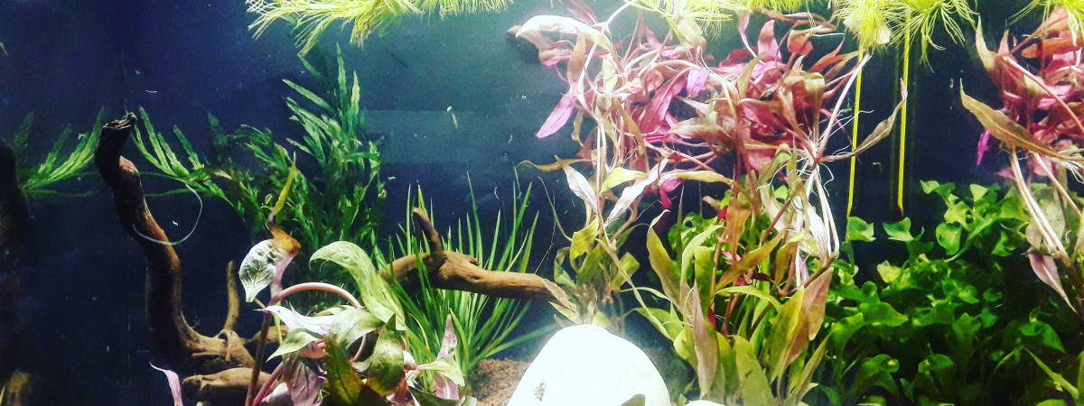 aquarium Premier aquarium