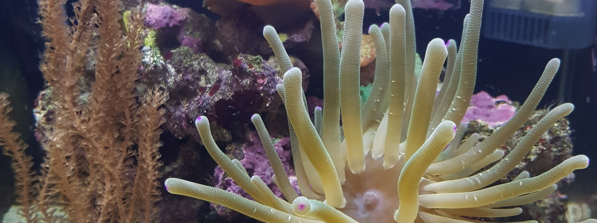 aquarium mini recif mer