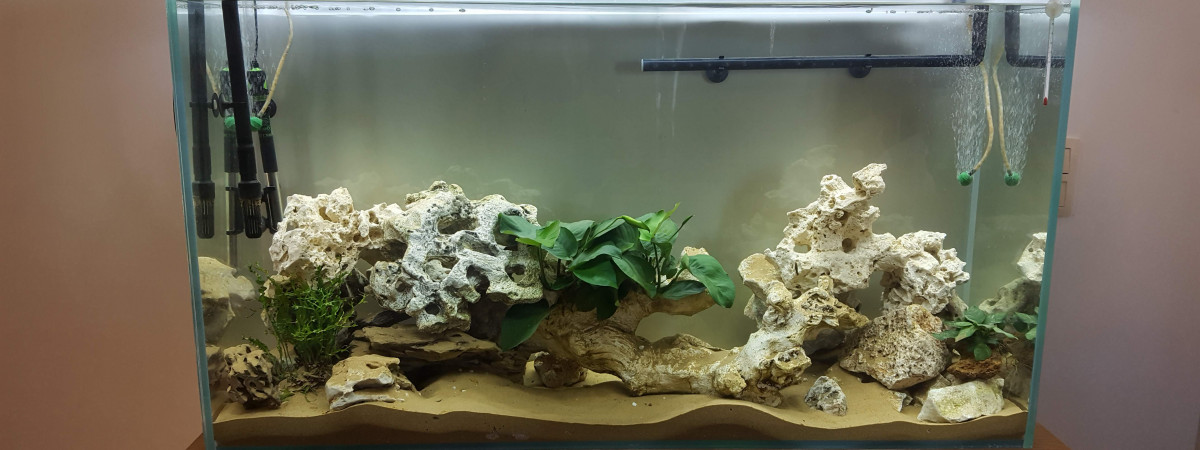 aquarium Mbunas Forever