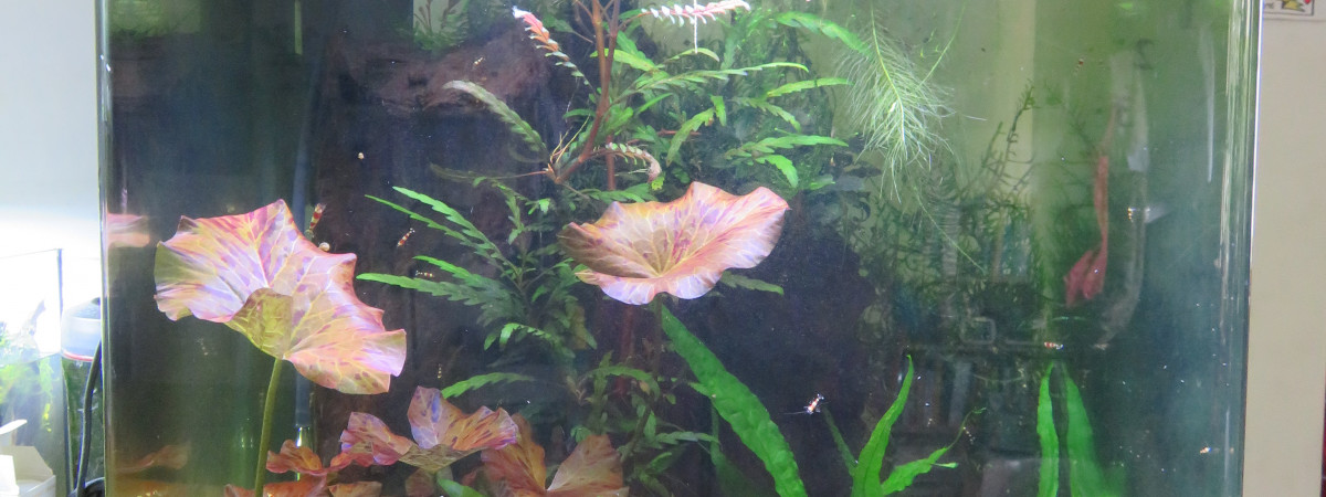 aquarium 60L CRS