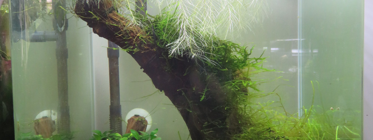 aquarium 30L Blue bolt