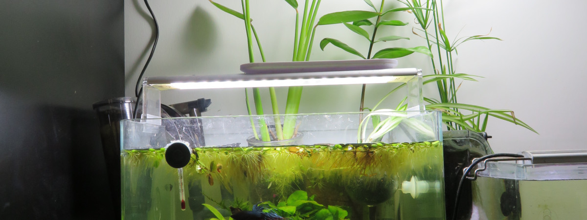 aquarium 30L Betta