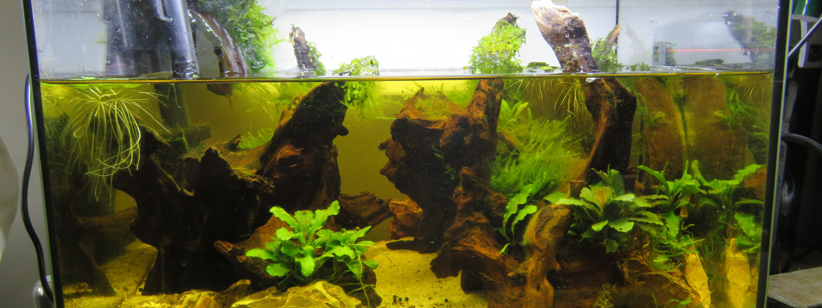 aquarium 20L jaunasse