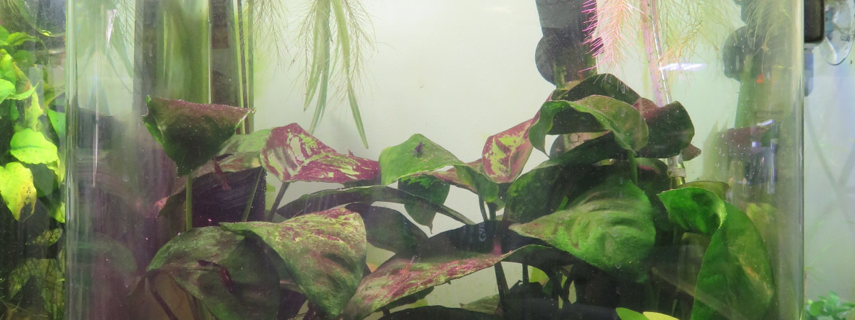 aquarium 20 L